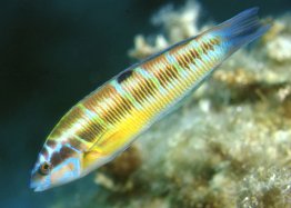 Ornate wrasse