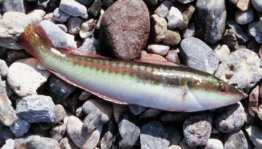 Mediterranean rainbow wrasse