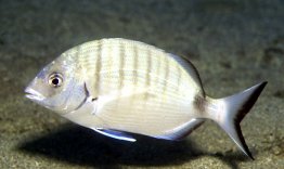 White bream (sargos)