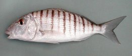 Striped Seabream