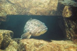 Dusky grouper