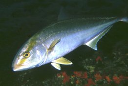 Greater amberjack