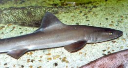 Smooth hound