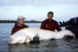 Un exemplar de somn albinos pescuit in Italia