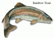 Rainbow Trout