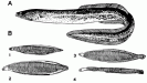 Stadiile dezvoltarii la Anghila: A - Anghila adulta; B-1 Larva letocefala (49mm); 2 larva letocefala (58 mm); 3 Larva letocefala (58 mm); 4 Stadiul de transformare in elver (61 mm).