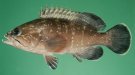 Dusky grouper, desen detaliat