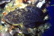 Dusky grouper, foto in acvariu